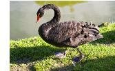 Elm Farm Country House : black swan
